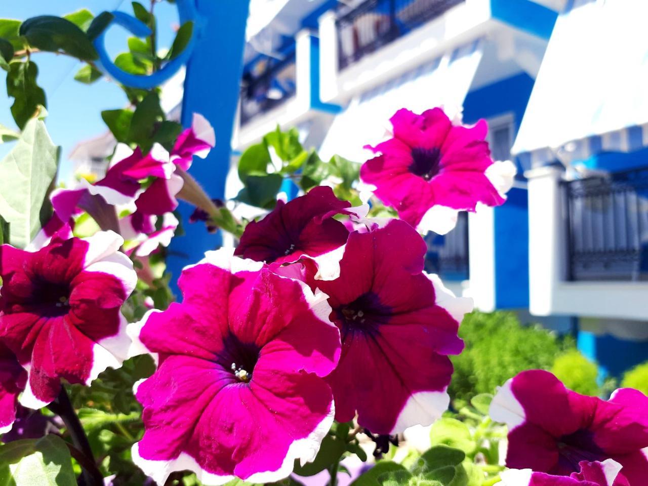 Hotel Zante Dahlia Laganas Zewnętrze zdjęcie