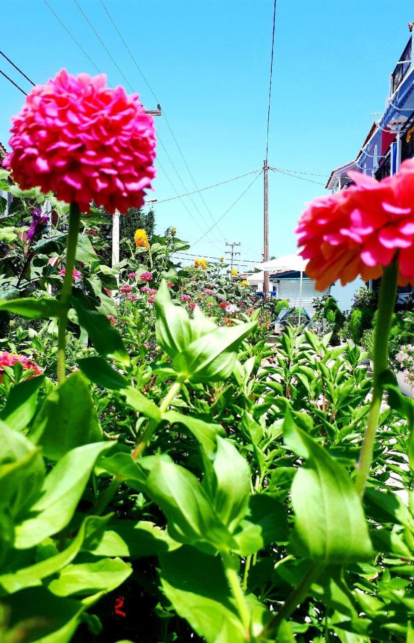 Hotel Zante Dahlia Laganas Zewnętrze zdjęcie