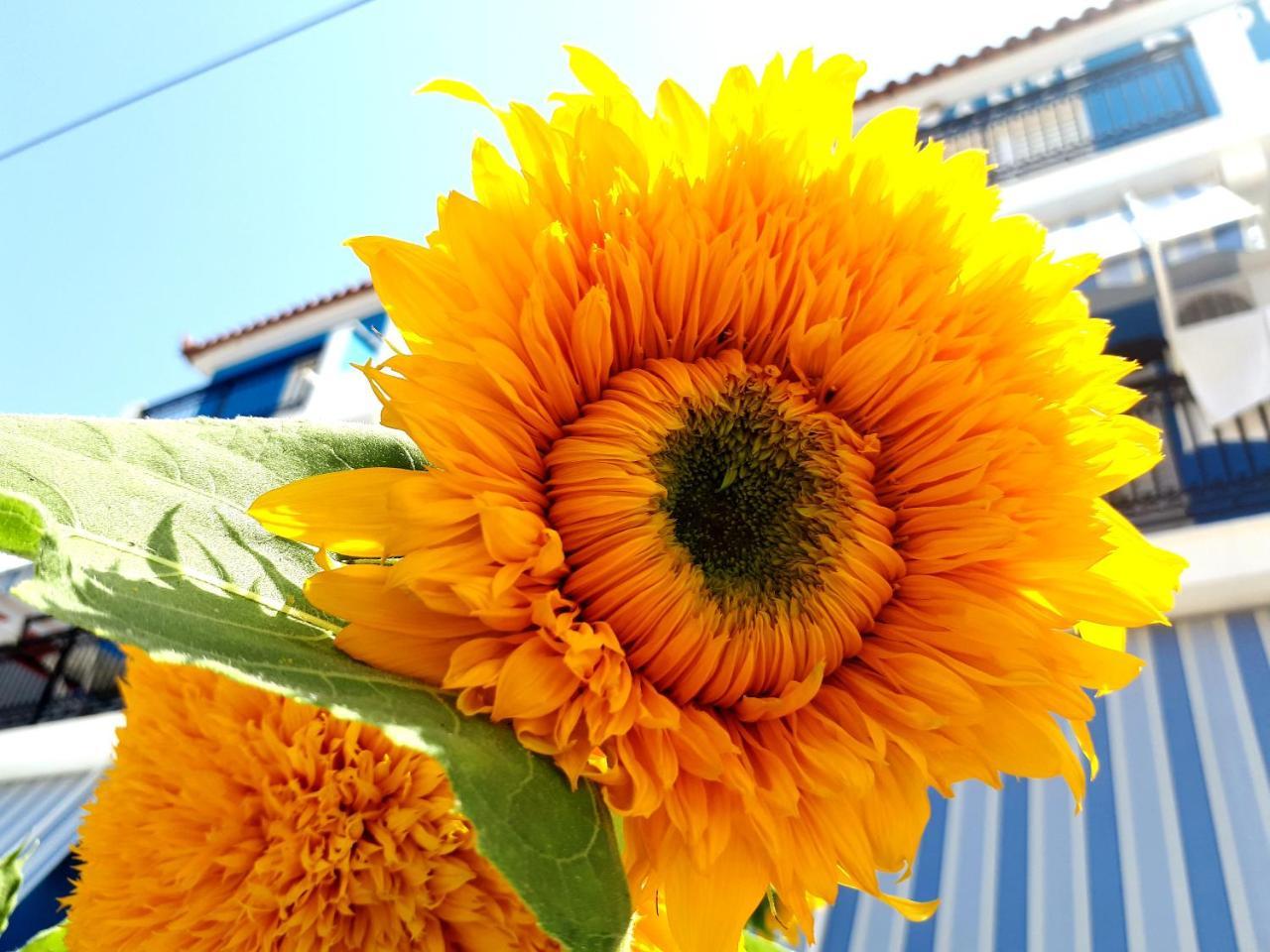 Hotel Zante Dahlia Laganas Zewnętrze zdjęcie